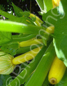 Cucurbita pepo 'Golden'